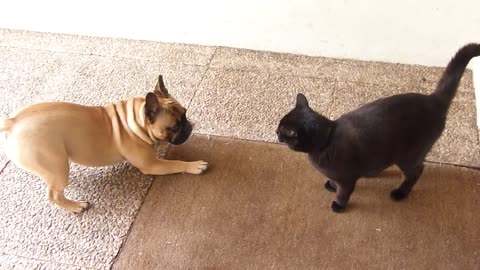 CHIEN ET CHAT - BOULEDOGUE FRANCAIS CONTRE CHAT BOMBAY