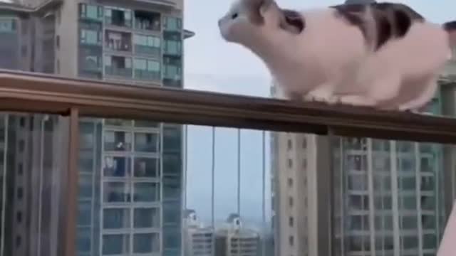 Shorts Funny Animals