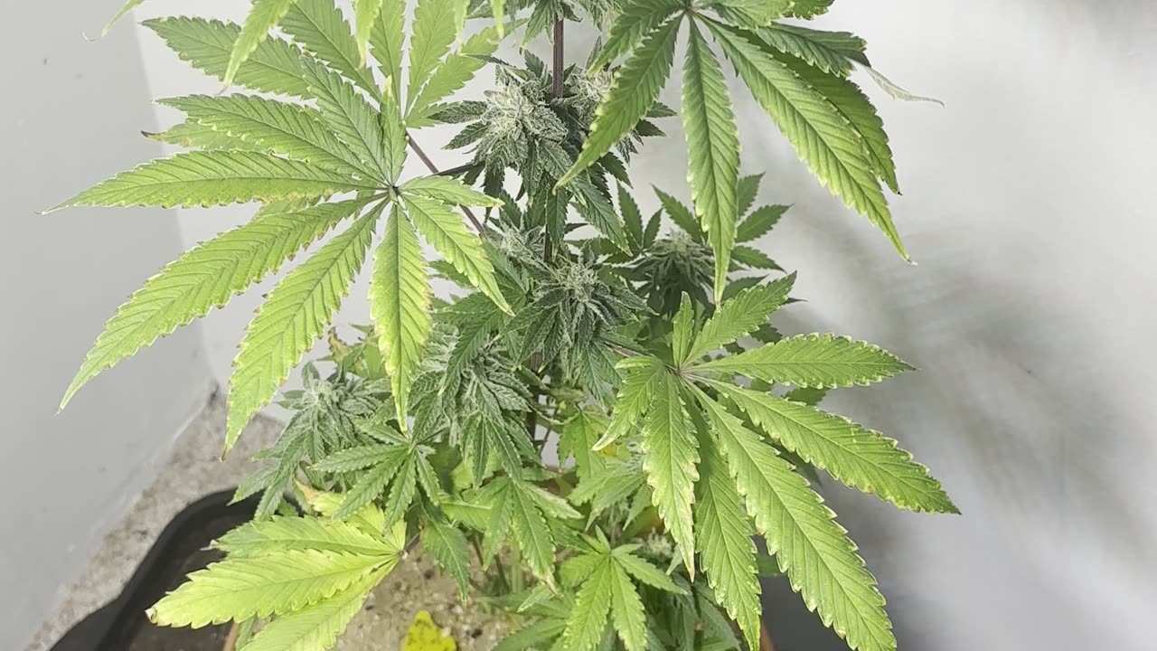 My first attempt at growing Cannabis