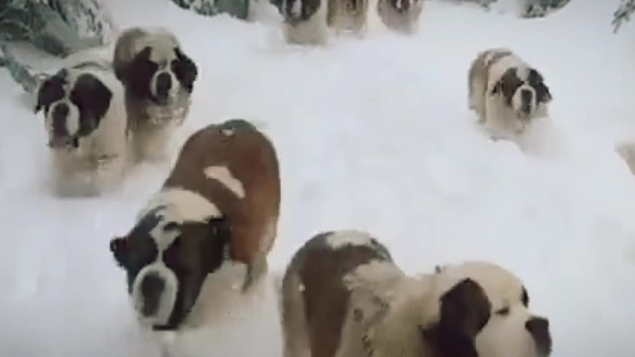 A lot of dogs in the snow