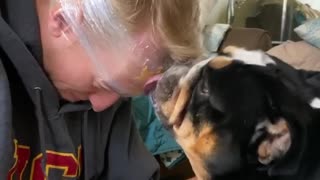 Owner finds genius way to distract bulldog in order to cut his nails