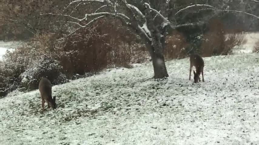 Baby deer & mom frolic in first snow of the season