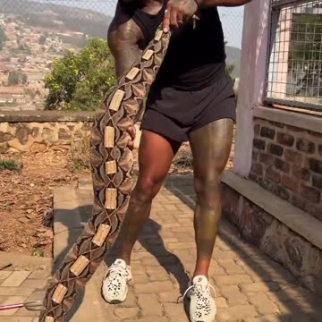 This is the biggest gaboon viper specimen I've ever seen.