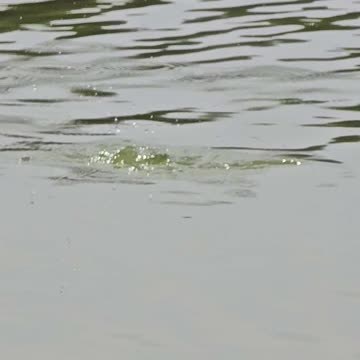 Mini fish jumps out of the water of a river in slow motion.