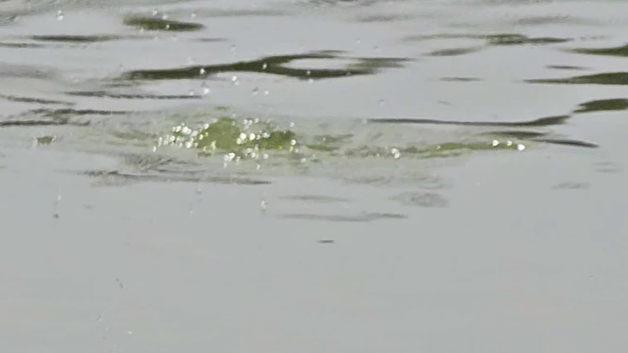 Mini fish jumps out of the water of a river in slow motion.