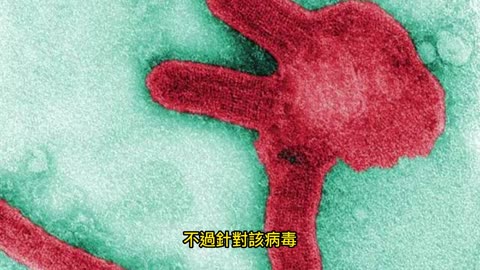 馬堡病毒 死亡率高達9成！