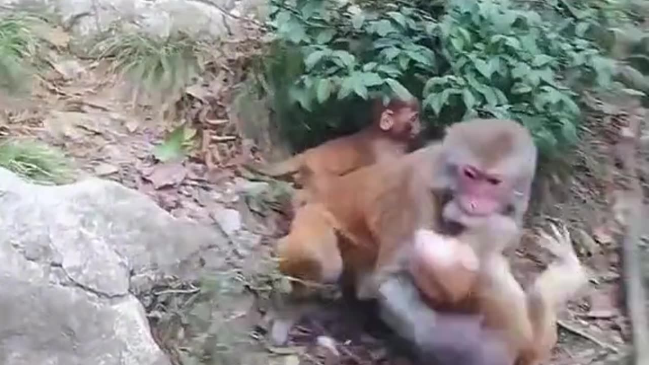 Funniest monkey