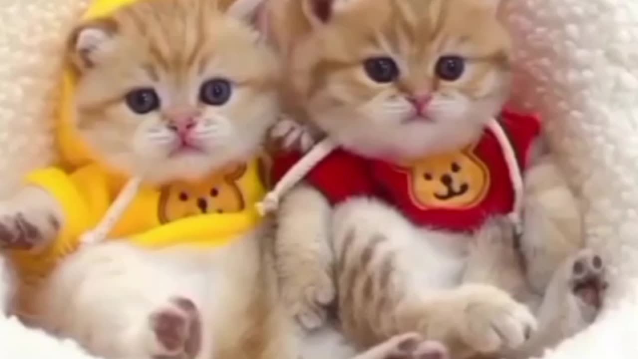 Cute kittens