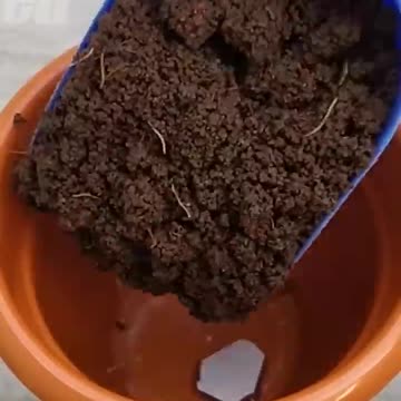 How to grow lemon tree from seeds at home #grow_lemon_tree_from_seeds