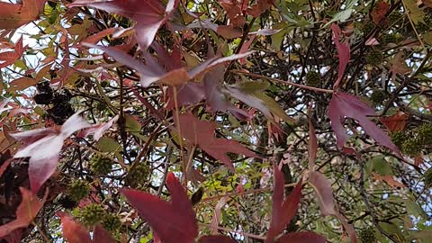 Finding fall in San Diego