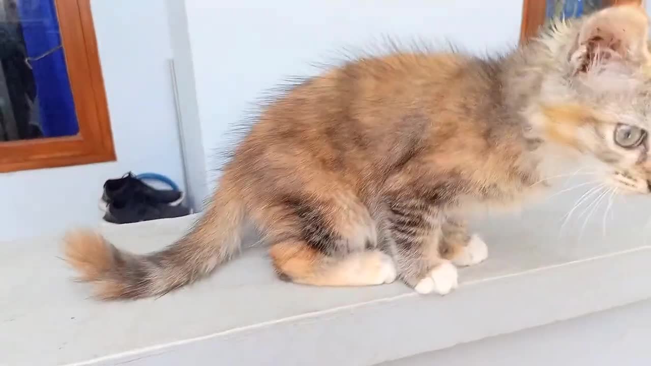 Kitten is very enthusiastic when asked to leave the house