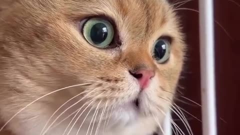 Cute and funny cat video.