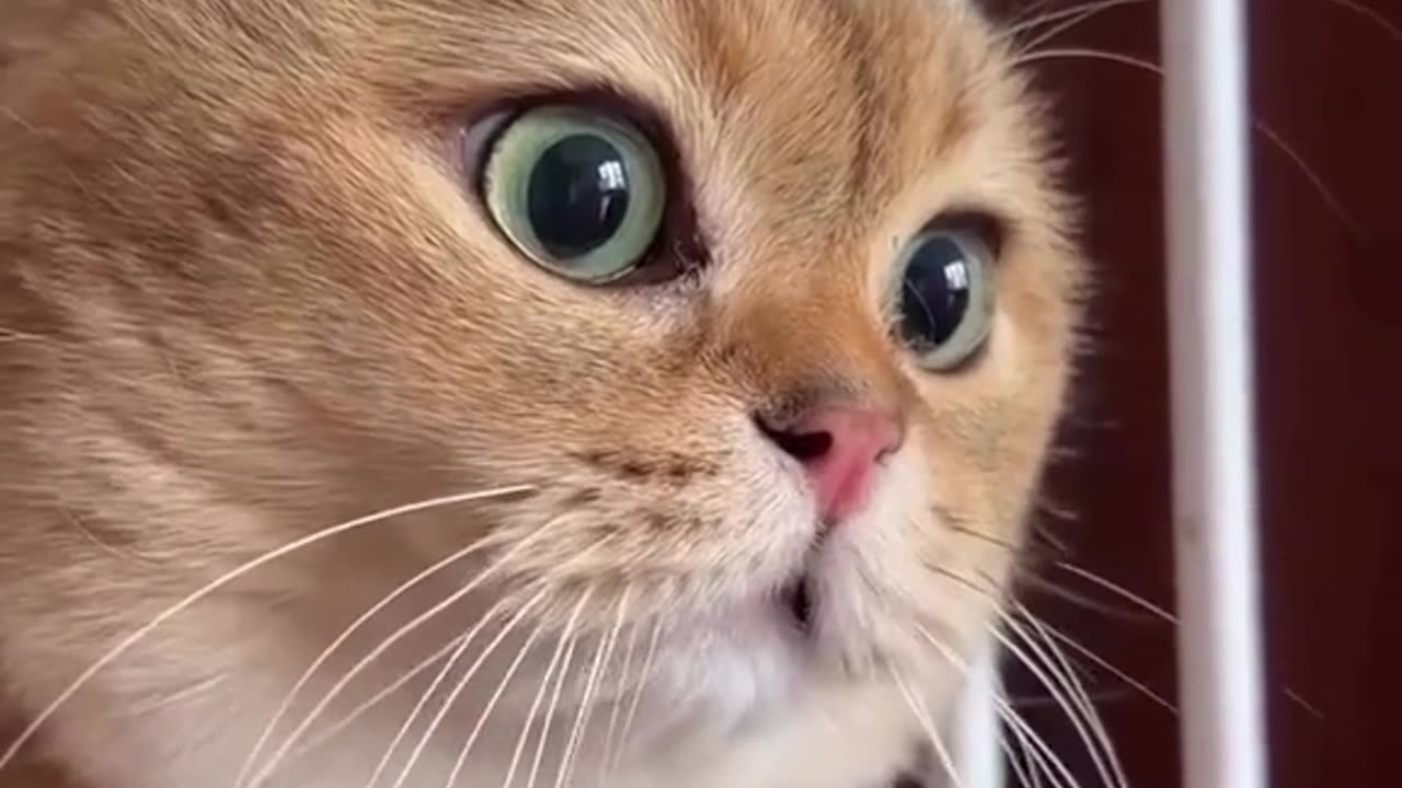 Cute and funny cat video.