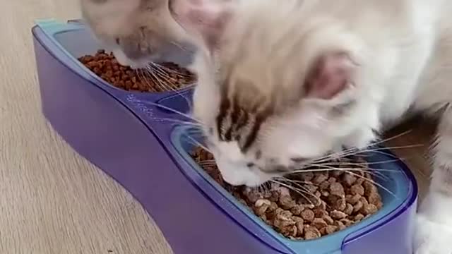 Don’t you ever break your bowl again! Such a cute and functional bowl 😄