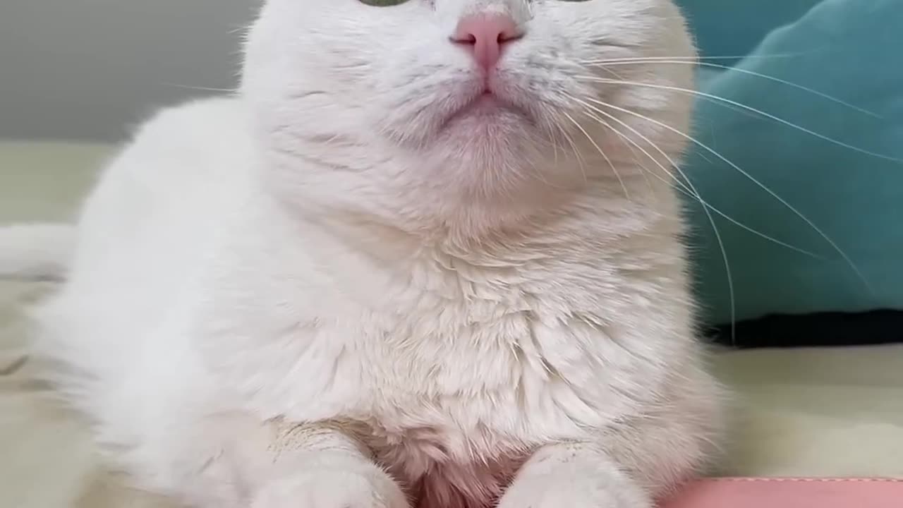 СОФА ЧУТЬ НЕ УМЕРЛА 😳 (1080p)
