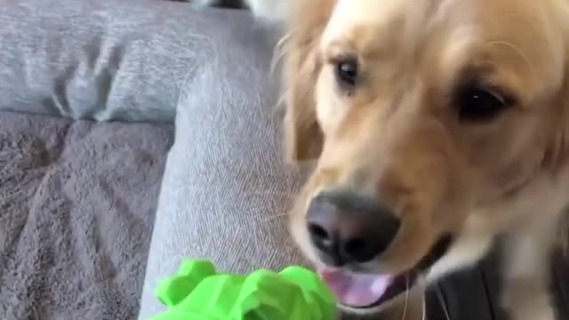 Funny Dogs and Cute Compilation