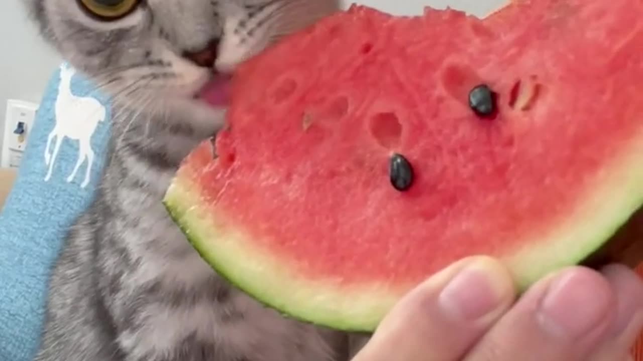 cat eating watermelon