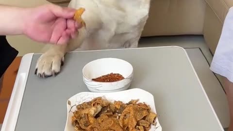 Eating food dog and owner