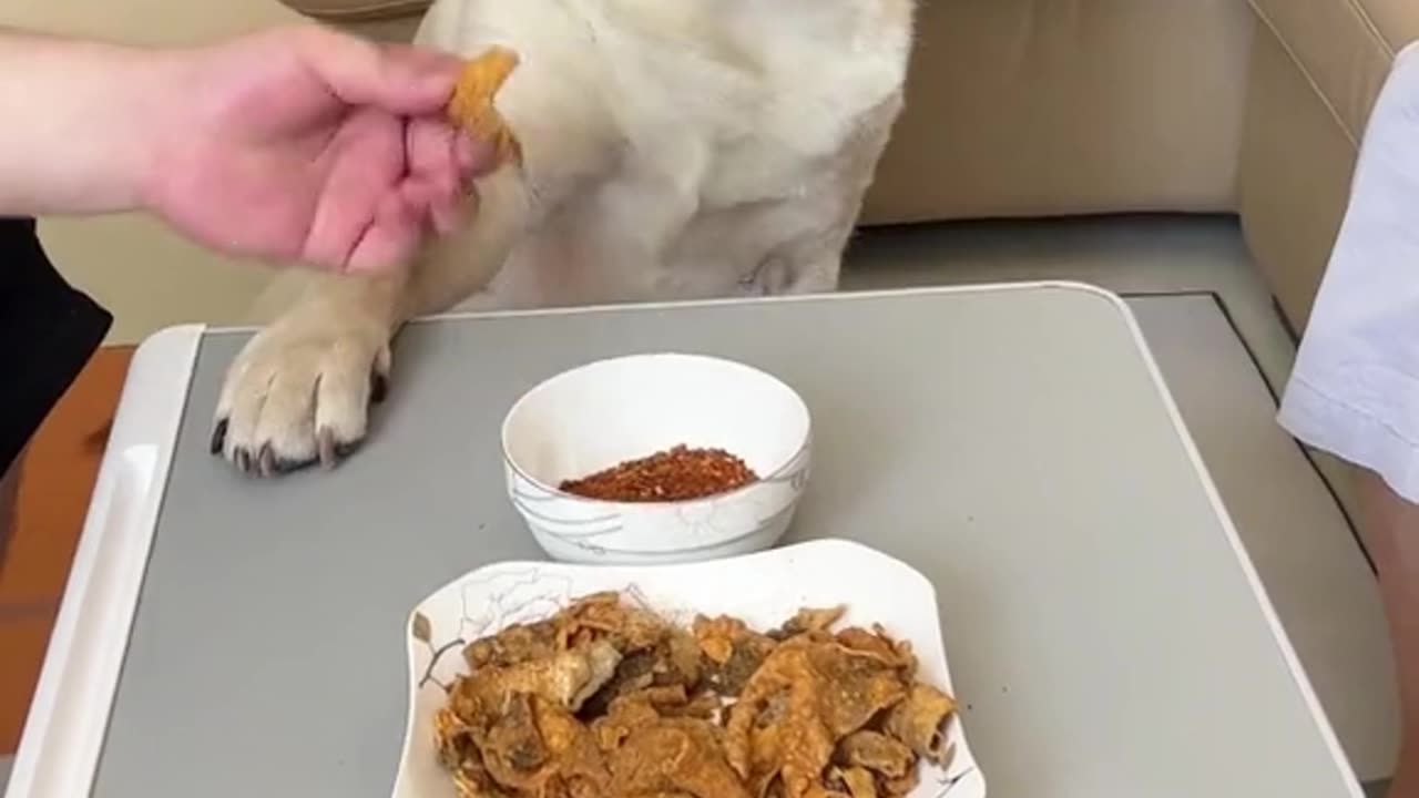 Eating food dog and owner