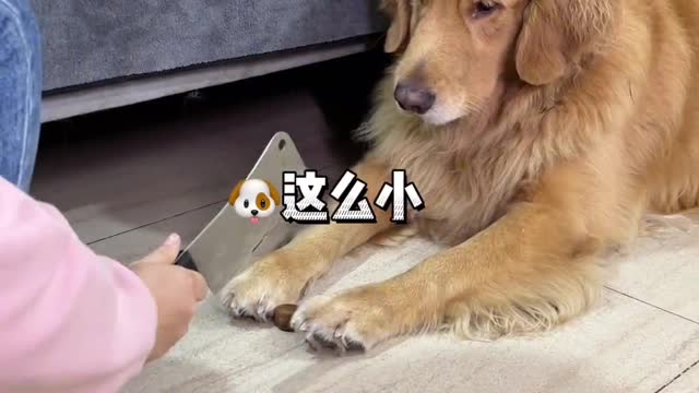 The dog is afraid