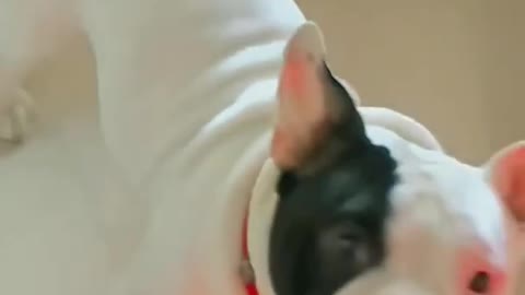 dog sing a song