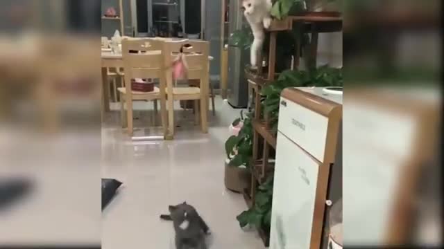 Funny Cats and Dogs