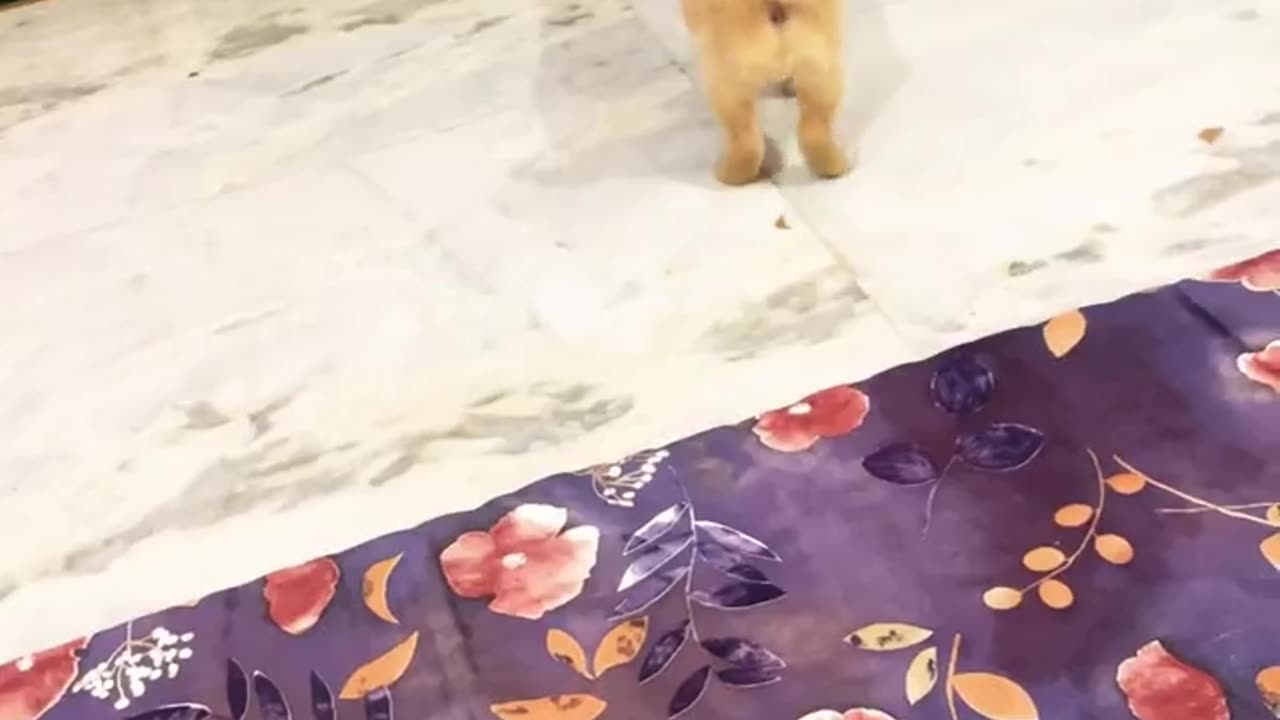 Unstoppable #goldenretrieverpuppy #goldenretriever #cutepuppy #trending #ytshorts #shorts #cute