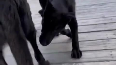 Dogs vs. cats: funny animal moments
