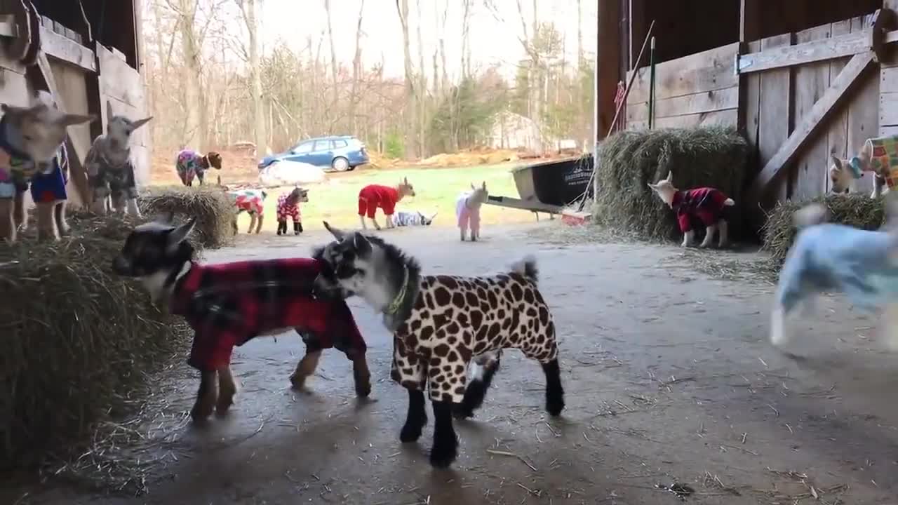 Baby goats in pajama's