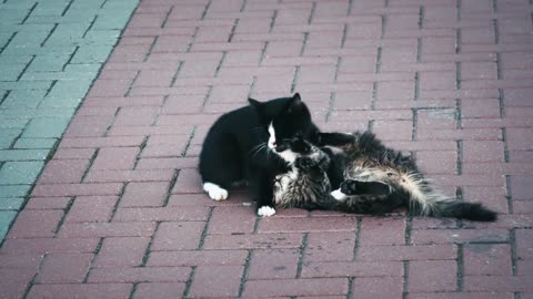 Two cats are playing