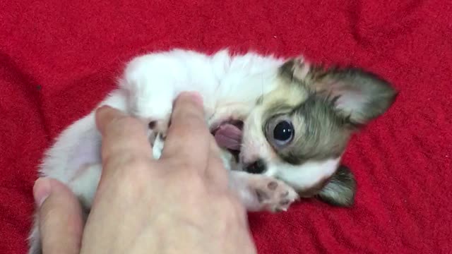 Cute Chihuahua tummy rub,belly rub