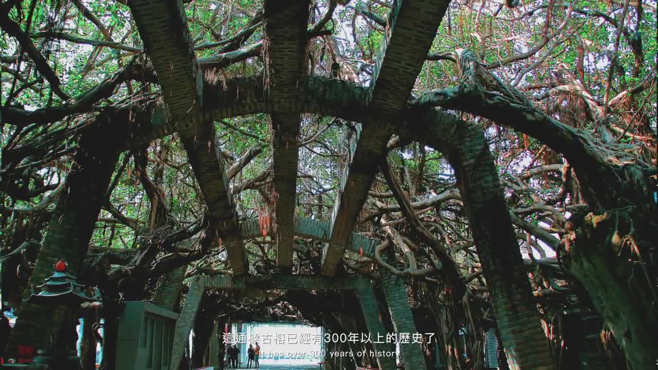 [ENG SUB] The scenery of Taiwan 島隅 Tongliang Great Banyan