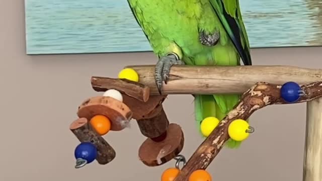 EXISTE PAPAGAIO MAIS ENGRAÇADO ? PAPAGAIO FRED FALANDO E ELOGIANDO 😍🦜