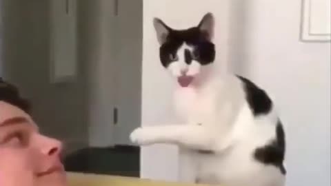 Awesome funny pets