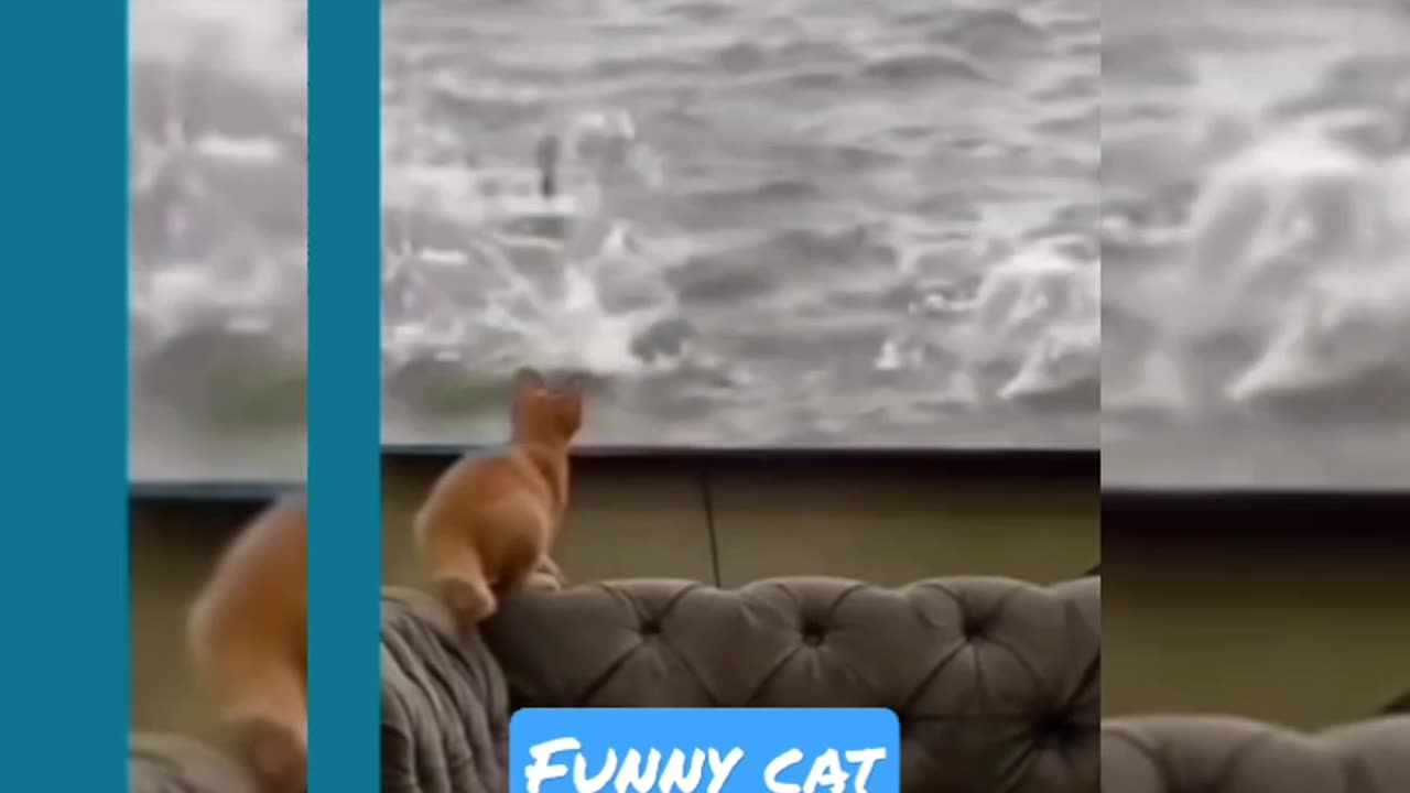 Funny animal videosπππ animal funny short video ππππ