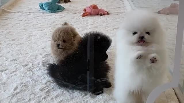 Puppy daily