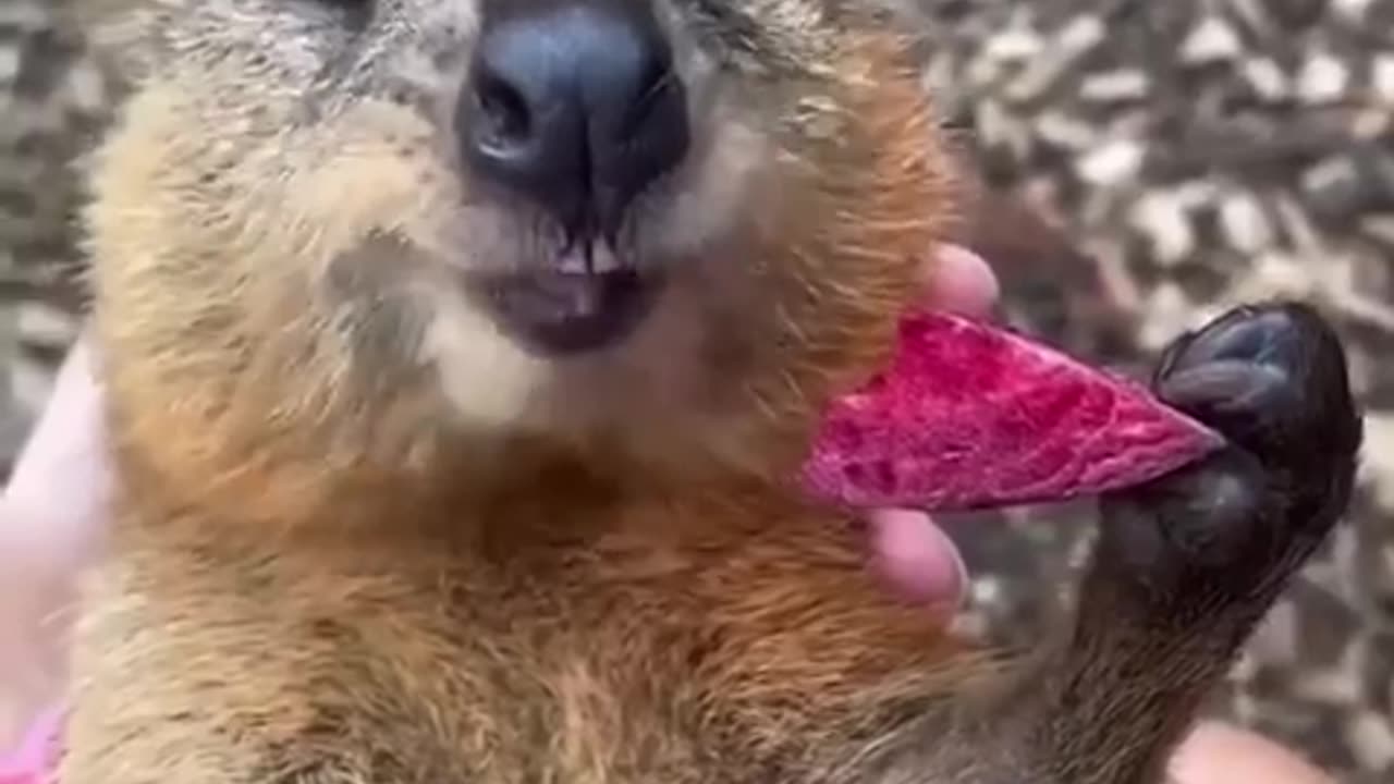 We all know a food lover like this quokka.