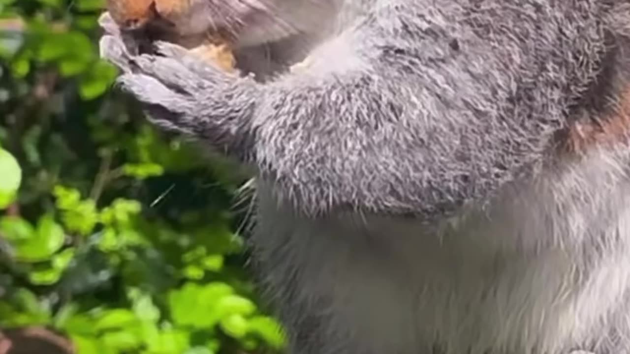 Squirrel Feeding