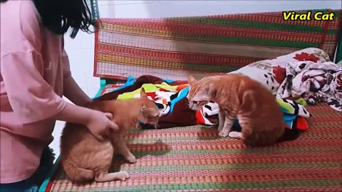 Animal funny, cat fight 🤣🤣🤣