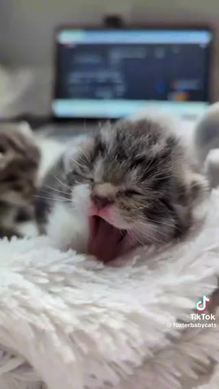 New born baby kitten