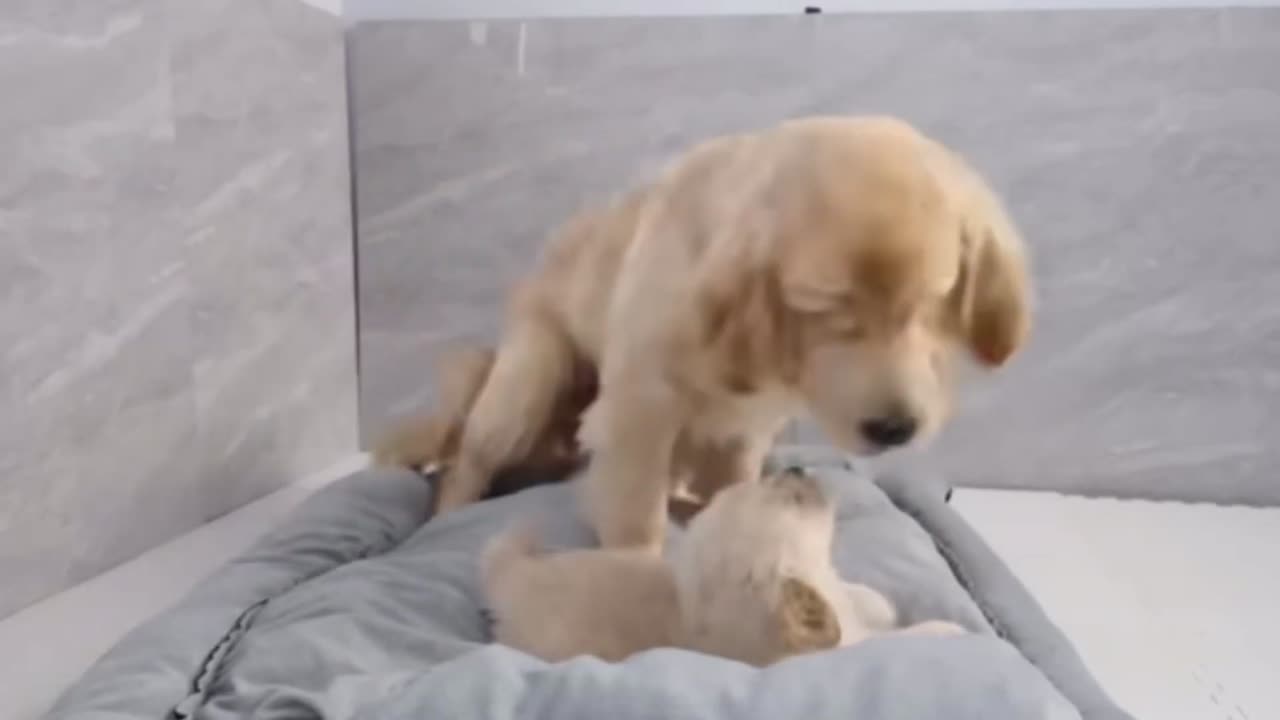 Funniest Baby Videos of the Week - Try Not To Laugh#cute #baby #dog #cat