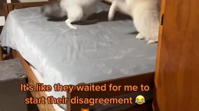 It's like they waited for me to start their disagreement