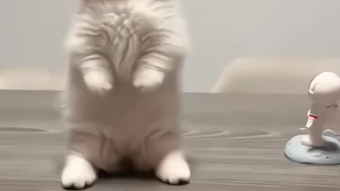 Cute animals clips