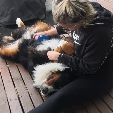 Bernese Mountain Dog lies still for relaxing spa time