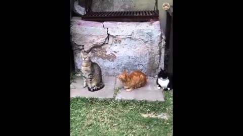 The more funny video with cats and dogs 🤣🤣🤣