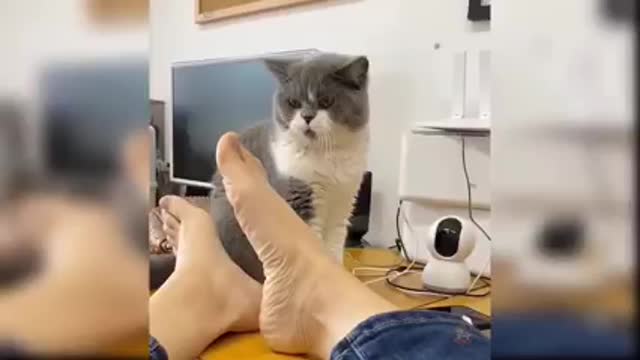 Try not to laugh stubborn Funny pet cat videos