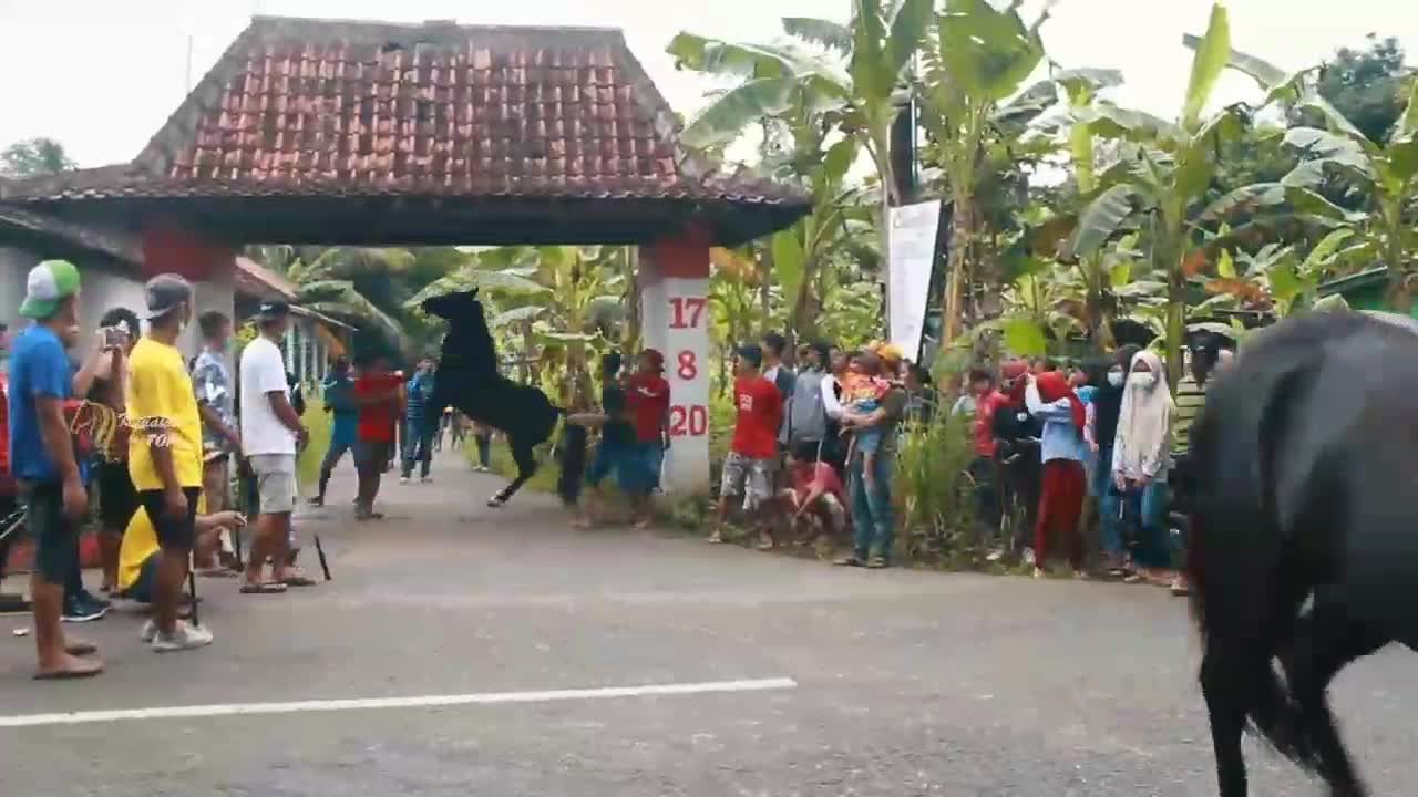 Indonesian horse attraction