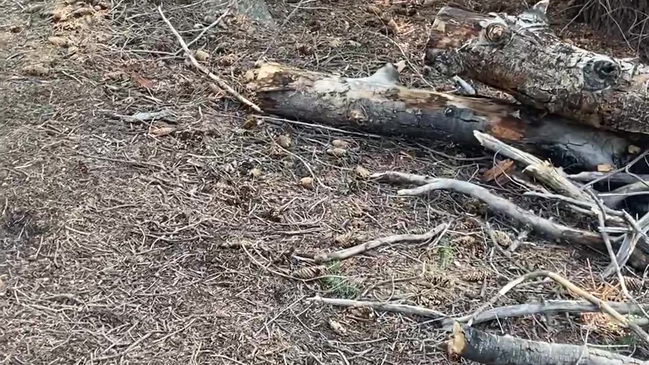 Clearing tree from boulder part 2