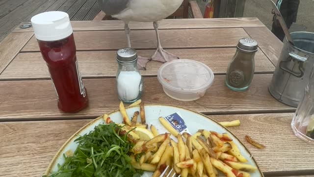 Seagull Snags Fries For Snack