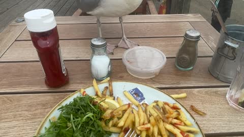 Seagull Snags Fries For Snack